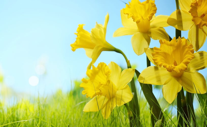 Gule påskeliljer ute i naturen. 