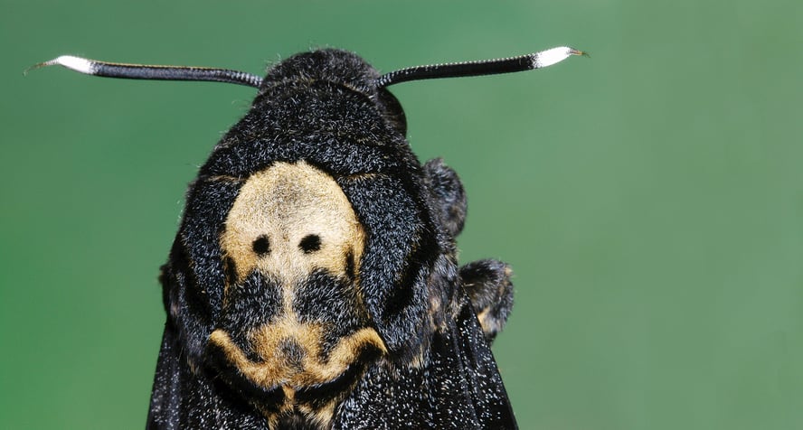 Dødningehodesvermeren med et dødningehode på ryggen. 