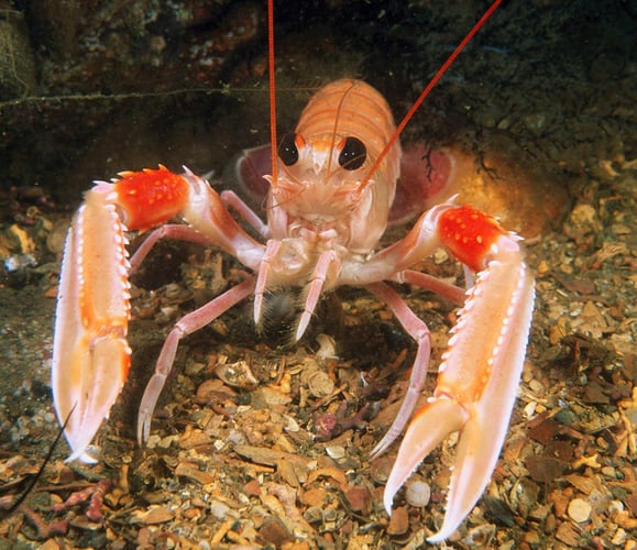 Nærbilde av en kreps under vann. Foto: Picturepoint.no.