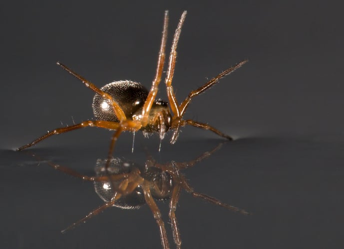 Edderkoppen som bruker beina som seil. 