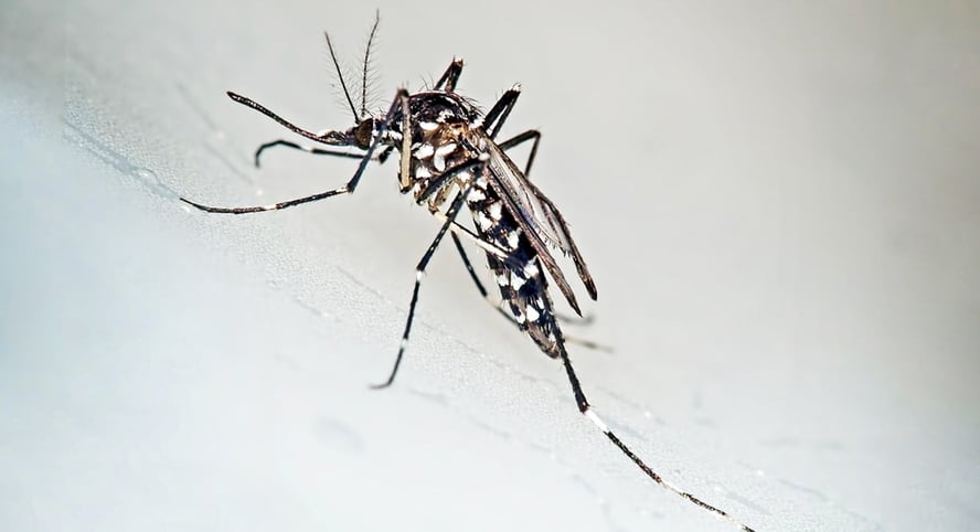 Nærbilde av en malarimygg