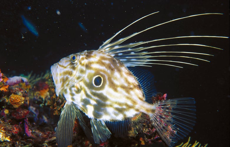 Nærbilde av en Sanktpeterfisk under vann.