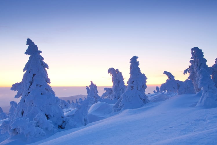Trær dekket med snø om vinteren.