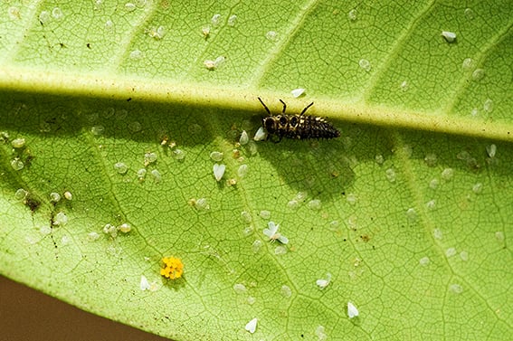En Alperosemjølussa på undersiden av et blad fullt av egg og larver fra marihøner. 