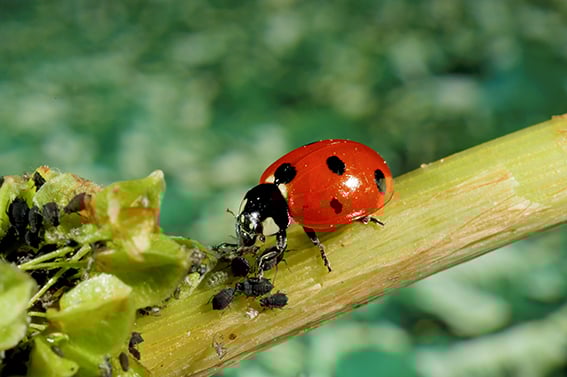 En marihøne sitter på et blad og spiser bladlus.
