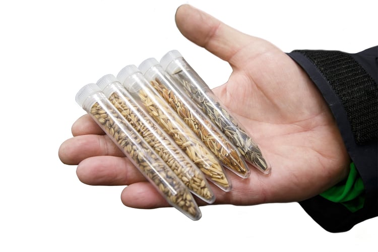 Fem ulike typer frø samlet i hvert sitt plastrør med lokk.