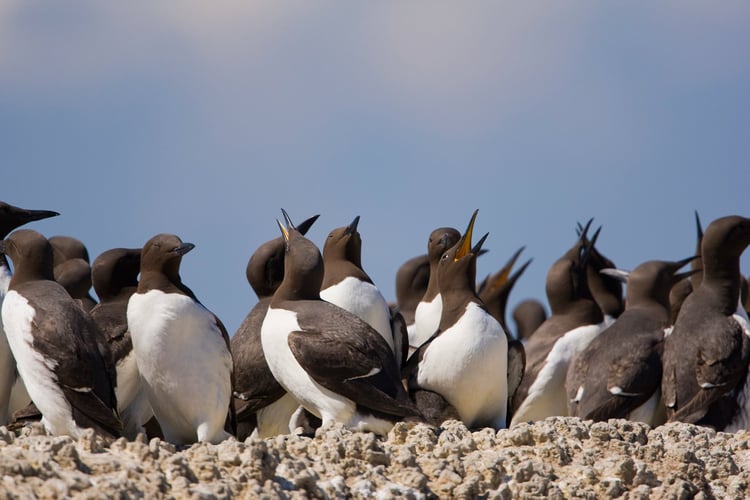 En flokk med lomvier