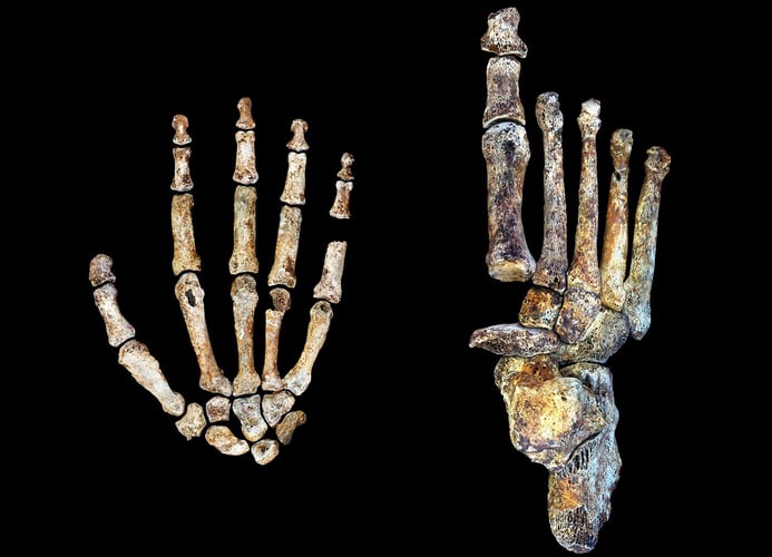 Knoklene av en hånd og en fot fra stjernemennesket.