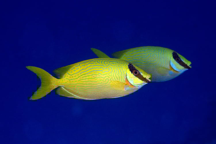 To fargerike kaninfisker som svømmer ved siden av hverandre.