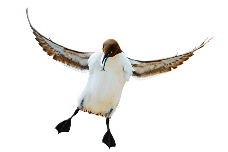 En lomvi med en fisk i nebbet