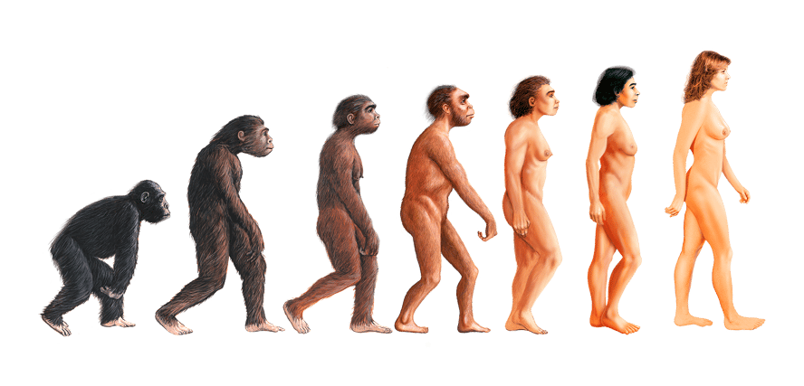 Illustrasjon av menneskets utvikling gjennom millioner av år.