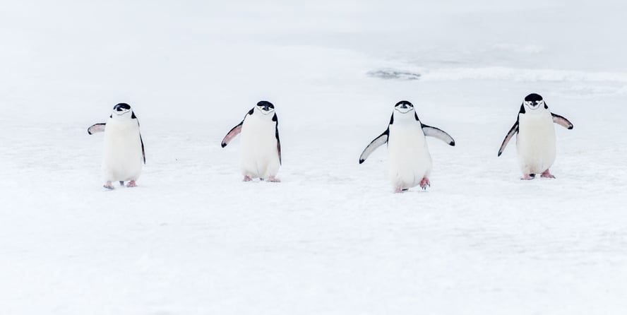 Fire pinkviner spaserer bortover isen.