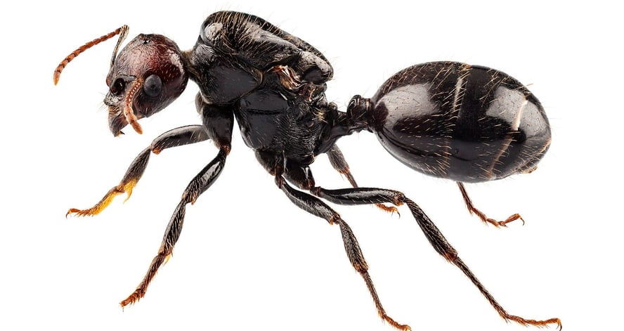 Nærbilde av en sukkermaur.