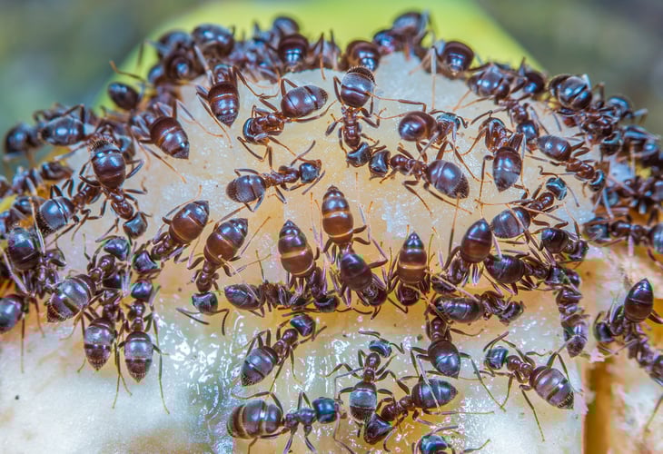 En koloni av sukkermaur