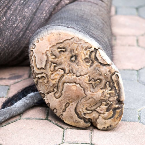 Nærbilde av mønsteret på undersiden av en elefantfot.