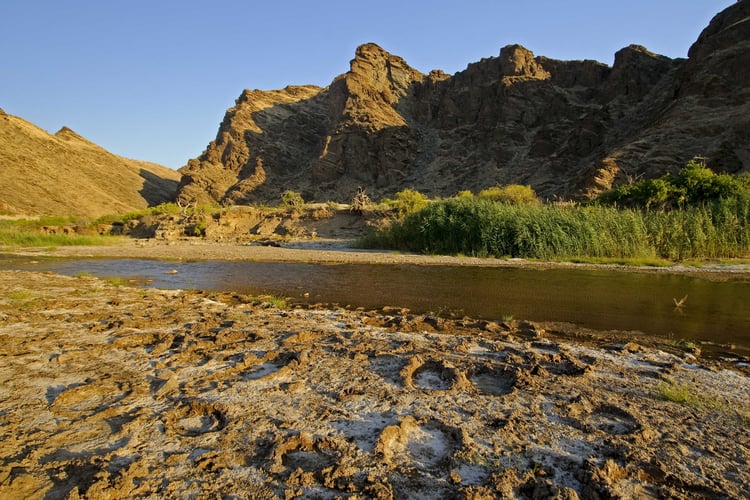Mange elefantspor på en gjørmete bakke.