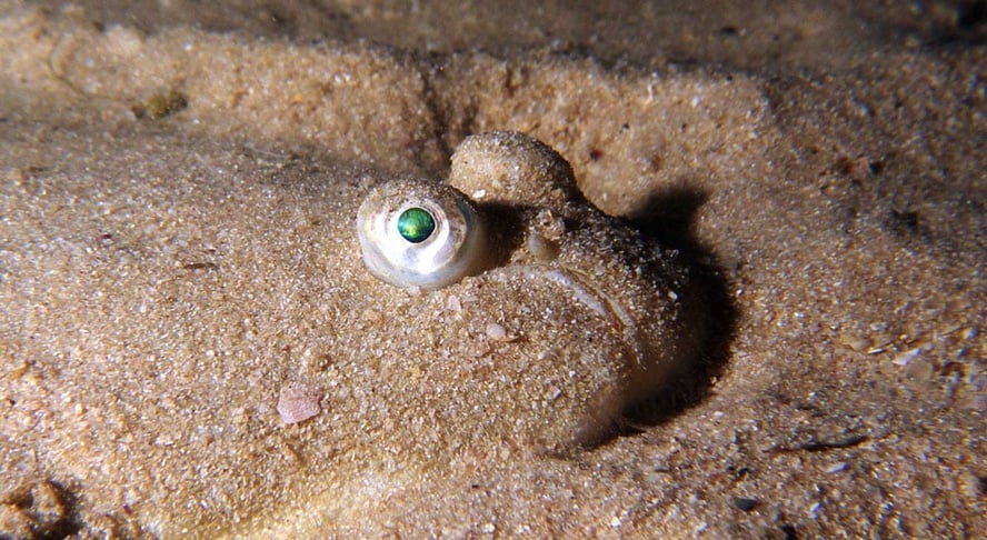 En flyndre som har gravet seg ned i sanden slik at kun øynene er synlige.
