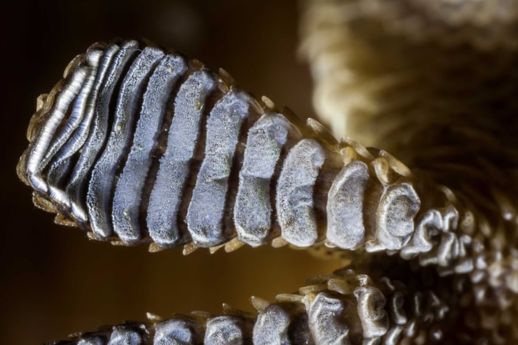 Nærbilde av en gekkofot.