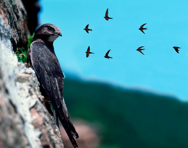 Nærbilde av en Tårnseiler, mens flere fugler flyr i bakgrunnen.