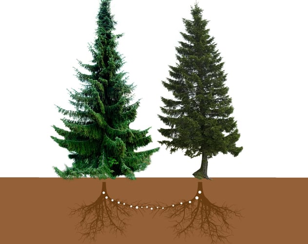 Illustrasjon som beskriver hvordan røttene hjelper hverandre og deler næring.