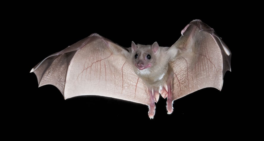 Flaggermus som flyr med åpne vinger.