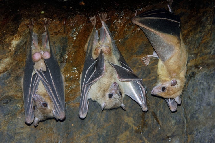 Tre flagggermus henger fra taket i en mørk hule