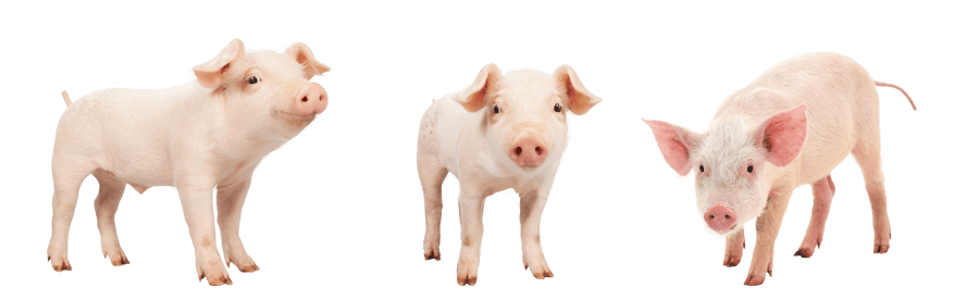 Tre små grisunger som ser mot kamera