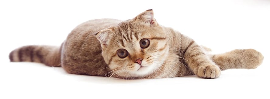 En brunstripet katt ligger på gulvet og kikker mot kamera