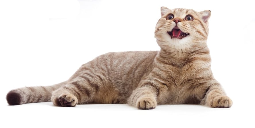 En brunstripet katt ligger på gulvet og mjauer