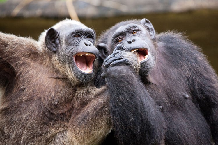 Sjimpanser som holder hender og ler.