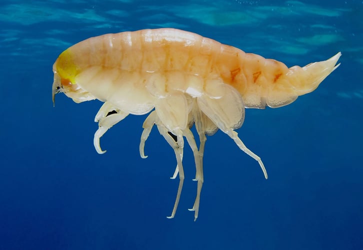 nærbilde av en reke i vann som er forurenset