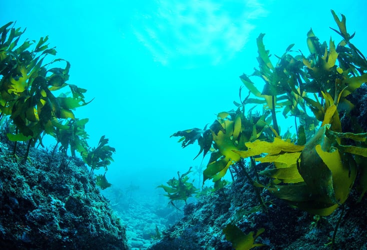 Grønt sjøgress på havets bunn, med turkis-blått vann i bakgrunnen.