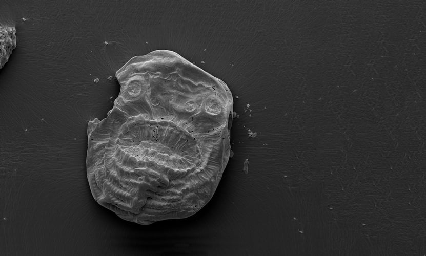 Fossil av virveldyret Saccorhytus