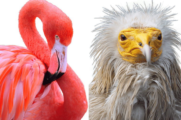 Nærbilde av en flamingo og en åtselgribb