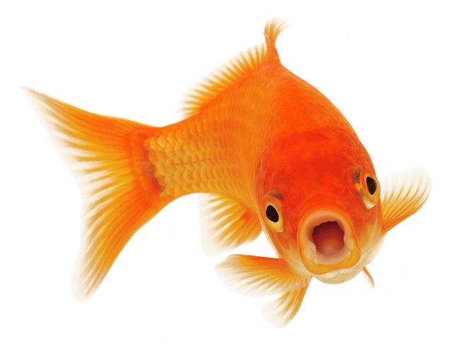 Nærbilde av en gullfisk