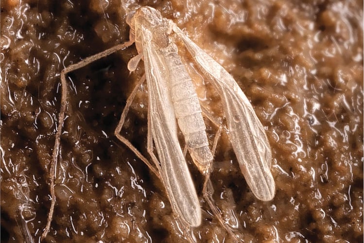 Nærbilde av en hulemygg (Troglocladius hajdi)