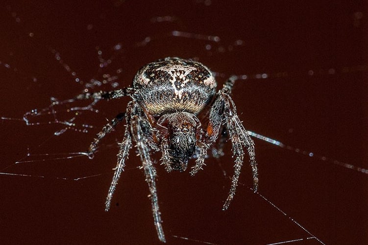 Nærbilde av en korsedderkopp sett forfra 
