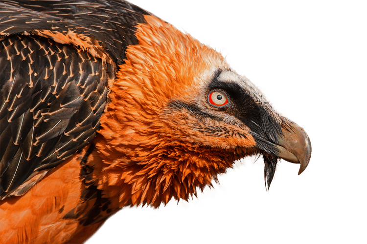 Nærbilde av en Lammegribb.