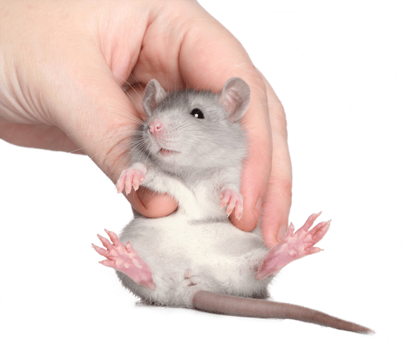 En rotte som kiles på magen