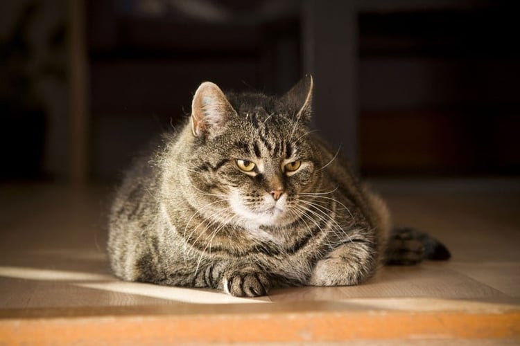 Gretten, grå katt som ligger inne på tregulv.