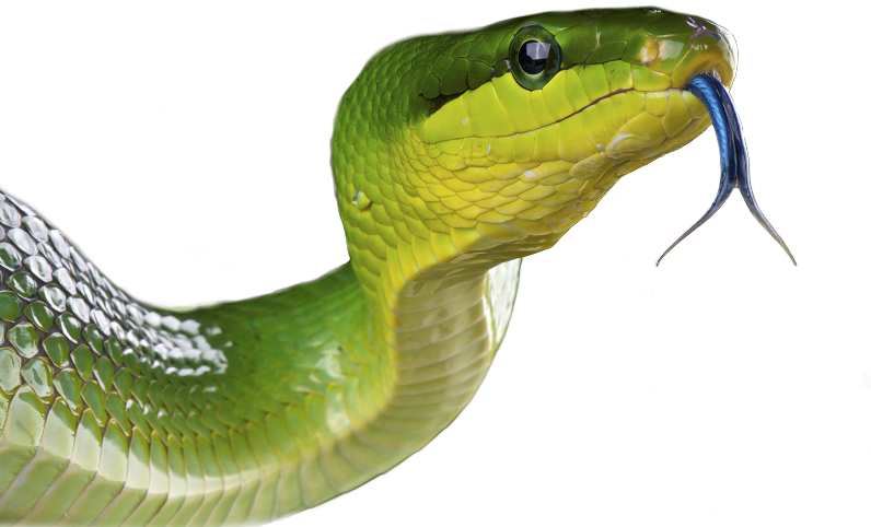 Grønn slange med tungen ut.