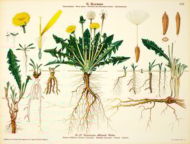 Plakat i farger med alle de forskjellige delene av en løvetann. Foto: Emil Korsmo, NIBIO