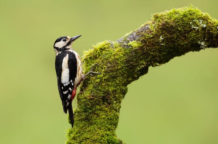 Hakkespett som sitter på en grein og med grønn bakgrunn.