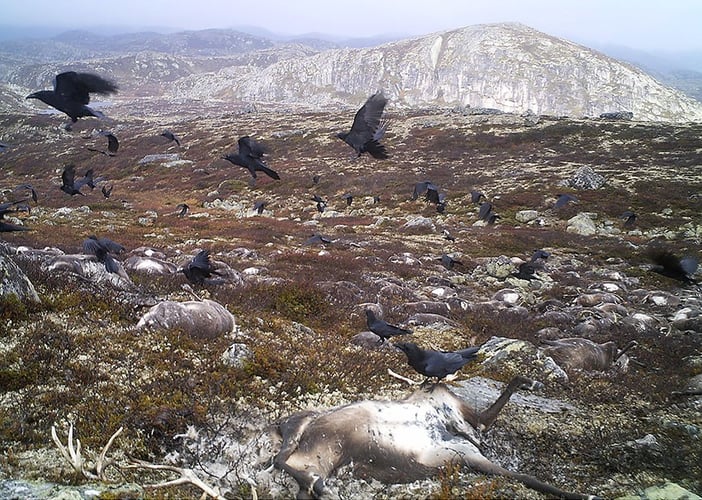 Ravner som spiser døde reiner ute på Hardangervidda.