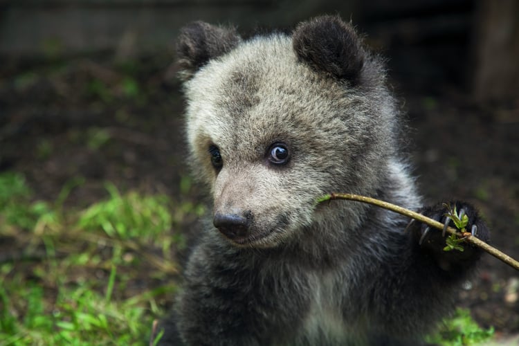 Nærbilde av en bjørnunge som spiser på en liten kvist.