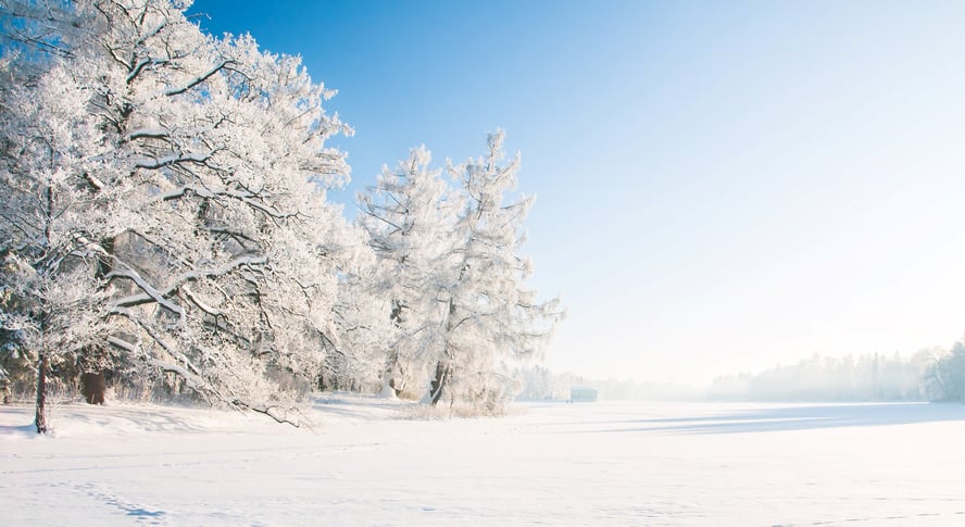 snødekkede trær på en klar og fin vinterdag.