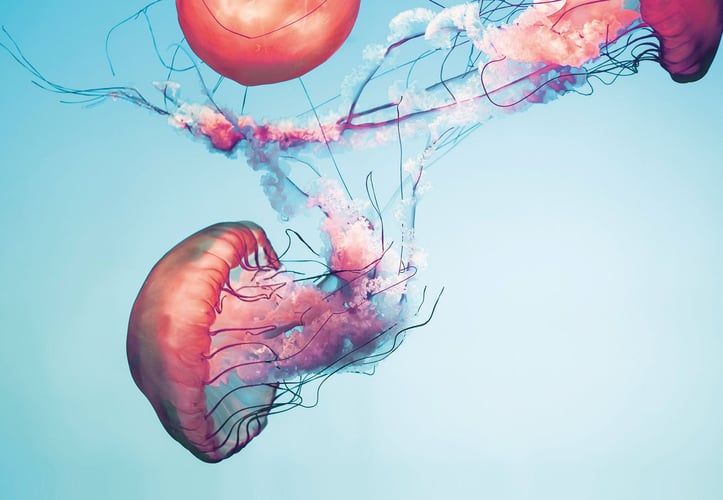 Fargerike maneter i vannet, med tråder og manetslim hengende etter seg. 