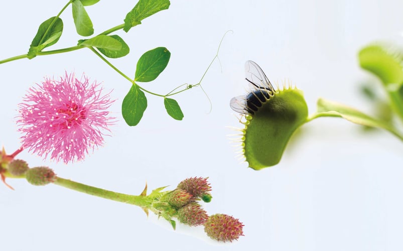 Bilde av Mimosa, erteblomst, venusfluefanger.