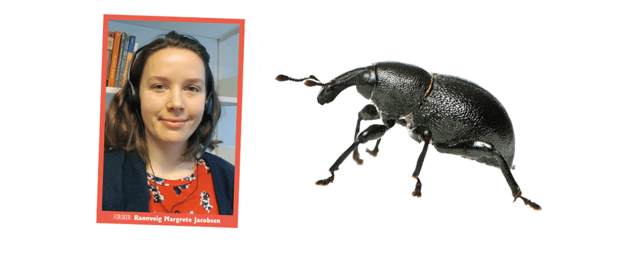 Insektforsker Rannveig Jacobsen og foto av snutebille