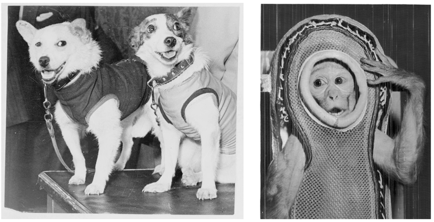 Hundene Belka og Strelka og apen Miss 20 x i romfartsutstyr 